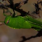 Gafanhoto verde (Grasshopper green) Anacridium aegyptium